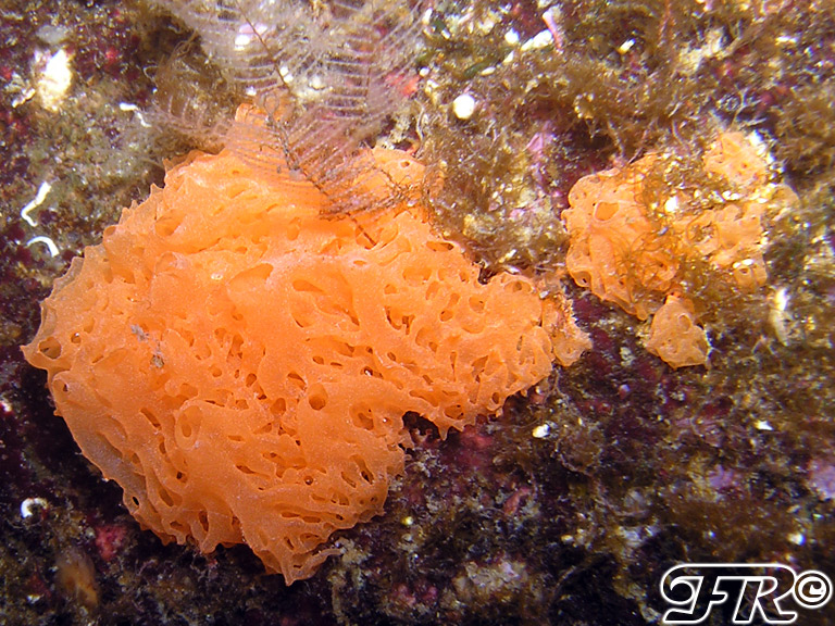 Clathrina cfr. rubra